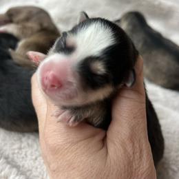 McCall - Black and white female Pomsky puppy in Rathdrum, Idaho from Smart Pomskies and Frenchies