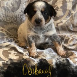 Australian Cattle Dog Puppies from Intermountain Australian Cattle Dogs