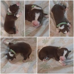 Border Collie Puppies from Lake Ridge Border Collies