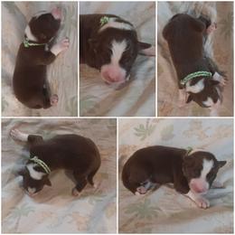 Border Collie Puppies from Lake Ridge Border Collies