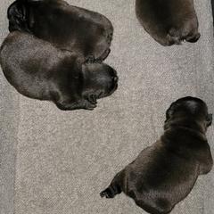 French Bulldog Puppies from Bay River French Bulldogs