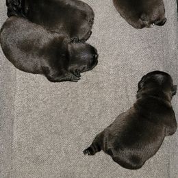 French Bulldog Puppies from Bay River French Bulldogs