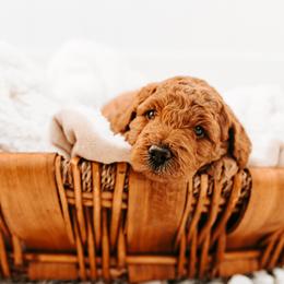 Violet - Red female Australian Cobberdog puppy in Sarasota, Florida from Labe's Australian Cobberdogs