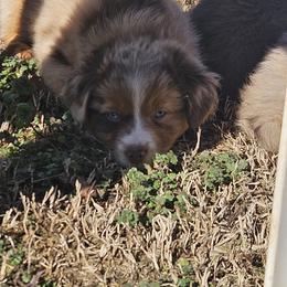 Australian Shepherd and Miniature Australian Shepherd Puppies from Mountain Movers Ranch