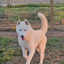 Ghost - Siberian Husky