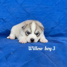 Willow boy 3 - Gray and white male Siberian Husky puppy in Ocala, Florida from Florida Husky Puppies