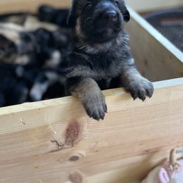 German Shepherd Puppies from Gems German Shepherd Dog Puppies