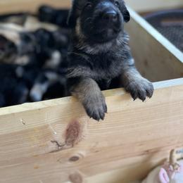 German Shepherd Puppies from Gems German Shepherd Dog Puppies