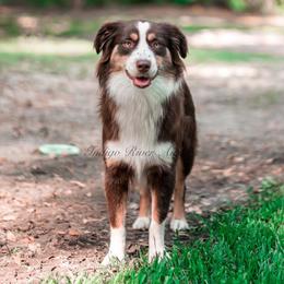 Cherokee - Red tri-color female Australian Shepherd puppy in Lacombe, Louisiana from Indigo River Aussies