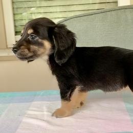 Dachshund Puppies from Meldox
