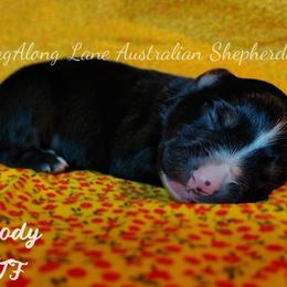 Melody - Black tri female Toy Australian Shepherd puppy in Muskogee, Oklahoma from Tagalong Lane Australian shepherds