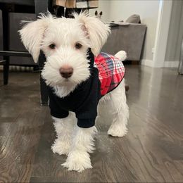 Miniature Schnauzer Puppies from Hume Family Mini Schnauzers