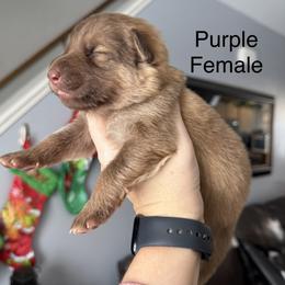 Purple - Sable female German Shepherd puppy in Terra Alta, West Virginia from Shepherd Country Farm and Kennels