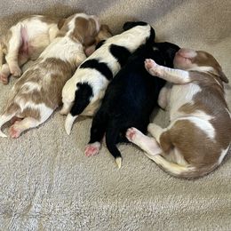 Bernedoodle, Poodle, and Soft Coated Wheaten Terrier Puppies from Whoodles of Wyoming