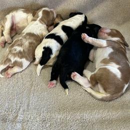 Bernedoodle, Poodle, and Soft Coated Wheaten Terrier Puppies from Whoodles of Wyoming