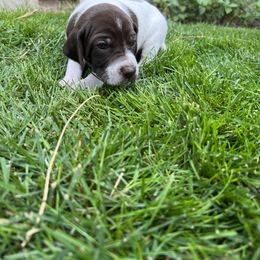 German Shorthaired Pointer Puppies from Chasing Kaya GSP Breeder
