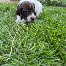 German Shorthaired Pointer Puppies from Chasing Kaya GSP Breeder
