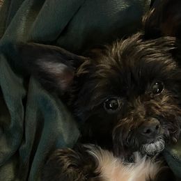 Winnie - Yorkipoo