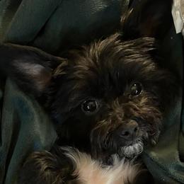 Winnie - Yorkipoo