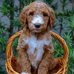 Pink collar - Apricot female Goldendoodle puppy in Palmetto Bay, Florida from SOMIDOODLES