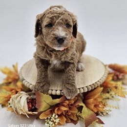 Orange girl - Goldendoodle puppy from Sweet Georgia Doodles