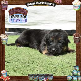 BEN N JERRY --- He is a sensational large boy - Black and red male German Shepherd puppy in Murrieta, California from Diamond Oaks German Shepherds