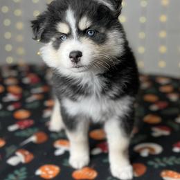 Mufasa - Black and white male Pomsky puppy in Rossville, Georgia from Scenic City Pomskies