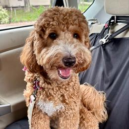 Piper - Goldendoodle
