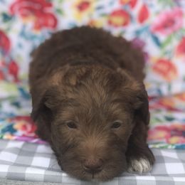Goldendoodle, Schnoodle, and Sheepadoodle Puppies from Dood Ranch