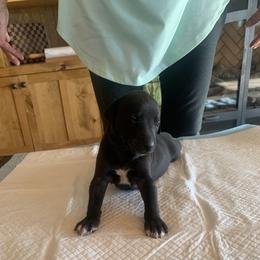 Whippet Puppies from Jody Eller's Whippets