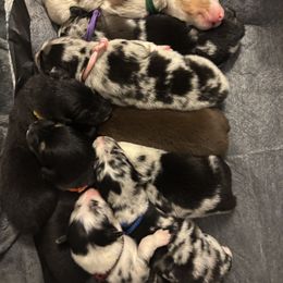 Australian Shepherd puppies from Chippewa Falls Aussie Paws