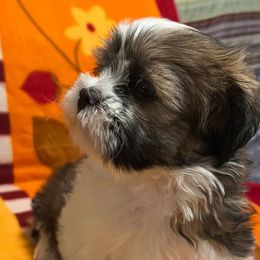 Oscar - Black gold and white male Shih Tzu puppy in Hemet, California from Aloha Shih Tzu