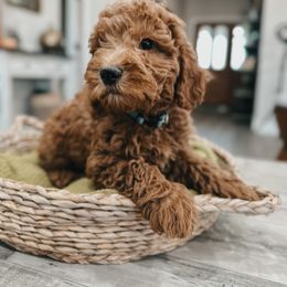 Bernedoodle, Goldendoodle, and Sheepadoodle Puppies from High Desert Doodles