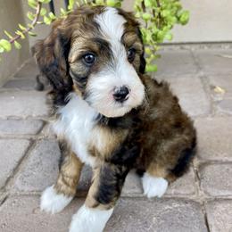 Bandit - Tri-color male Bernedoodle puppy in Superior, Arizona from Mountain Bridge Doodles