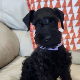 Miniature Schnauzers and Schnoodles from KK Schnauzers