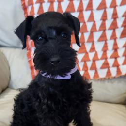 Miniature Schnauzers and Schnoodles from KK Schnauzers