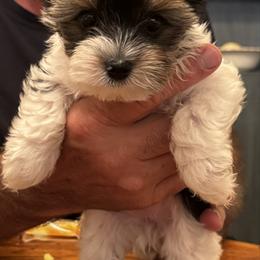 Butter Bean - Black tan and white female Biewer Terrier puppy in Lynchburg, Virginia from Kilmaren Cavaliers and Born in the USA Biewer Terriers