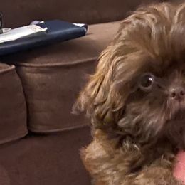 Girl 3 - Liver Shih Tzu puppy in Wooster, Ohio from Mending Hearts Shih Tzu's
