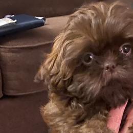 Girl 3 - Liver Shih Tzu puppy in Wooster, Ohio from Mending Hearts Shih Tzu's