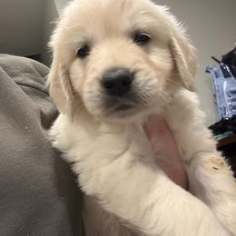 Silver boy - Light golden male Golden Retriever puppy in Murrieta, California from The Golden Leash Kennels