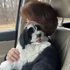 Shichon Puppies from Great Lakes Teddy Bear Dogs