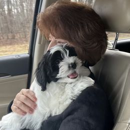 Shichon Puppies from Great Lakes Teddy Bear Dogs