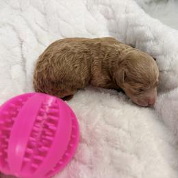 Cypress - Cafe au lait female Poodle puppy in Florida from Adorable Toy-Miniature Poodles