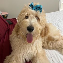 Lela - Goldendoodle