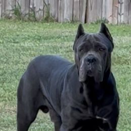 Sargent - Cane Corso