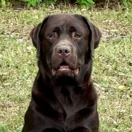 Stewart - Labrador Retriever