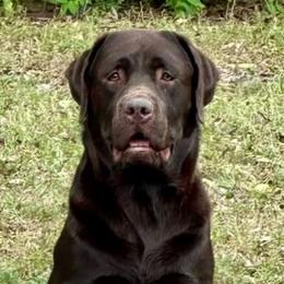 Stewart - Labrador Retriever
