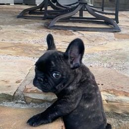 French Bulldogs from Double Oak Frenchies