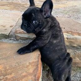 French Bulldogs from Double Oak Frenchies