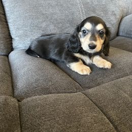 Shelby - Dachshund puppy in Perris, California from Doxie_pupps
